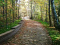 Beautiful Northern Michigan Woods